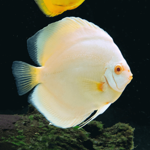 Platinum Gold Discus Fish - 2 inch